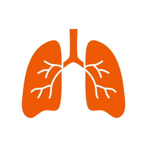 Respiratory System
